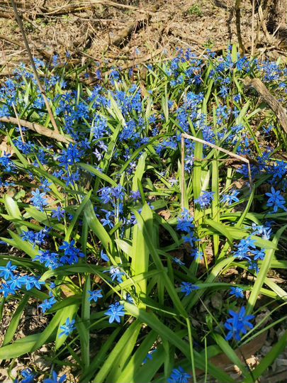 Участок 12 сот. (ИЖС)