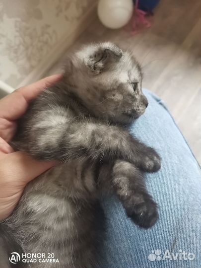 Продаю шотландских котят вислоухих