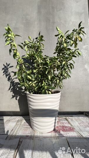 Японский бересклет