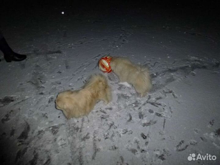 Собачья шерсть пекинесса