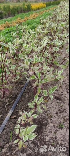 Дерен белый Элегантисимус