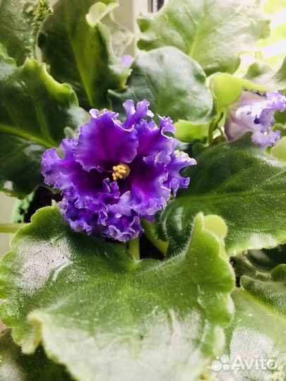 Фиалка сорт 