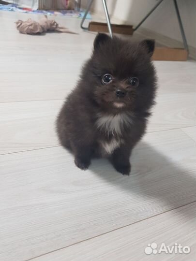 Щенки Шпица