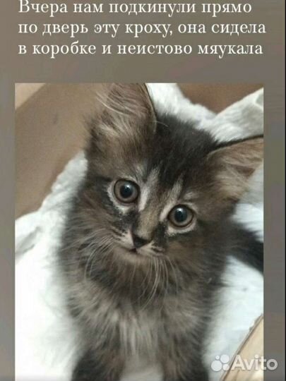 Котёнок