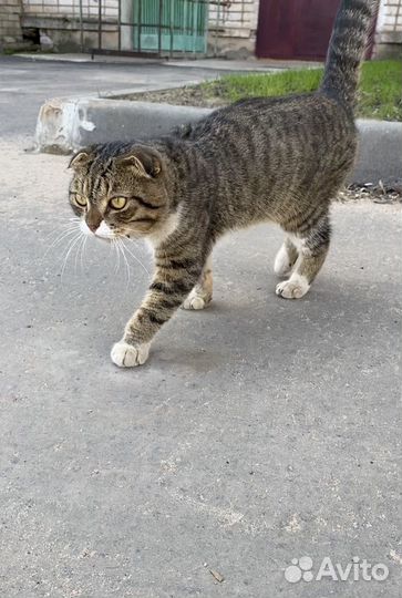 Шотландский вислоухий кот