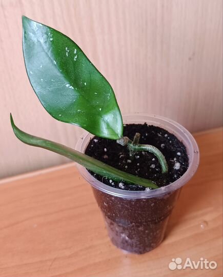 Хойя hoya carnosa