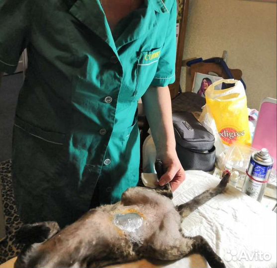 Ветеринарный врач