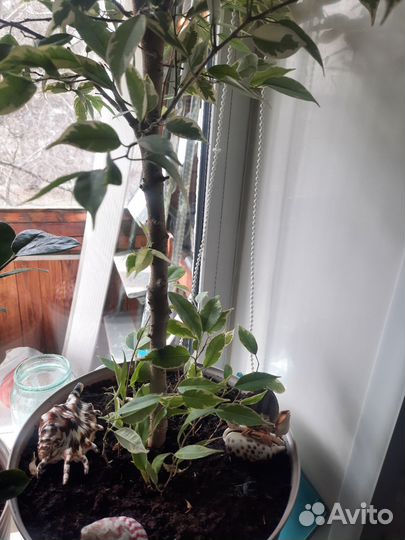 Фикус бенджамина