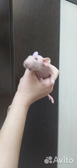 Крыса дамбо сфинкс