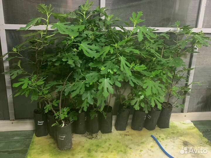 Саженцы инжира