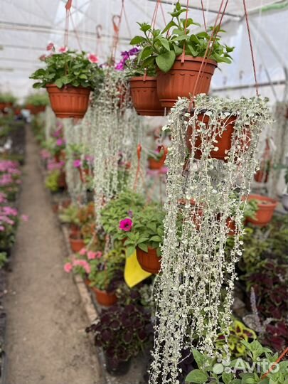 Рассада цветов оптом