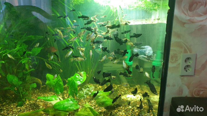 Аквариумные рыбки