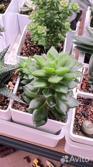 Сортовые суккуленты