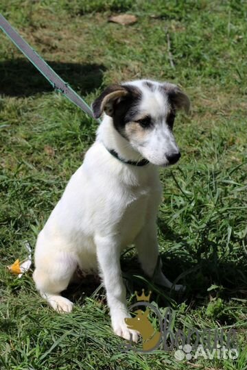 Скромняга Бертранд в дар