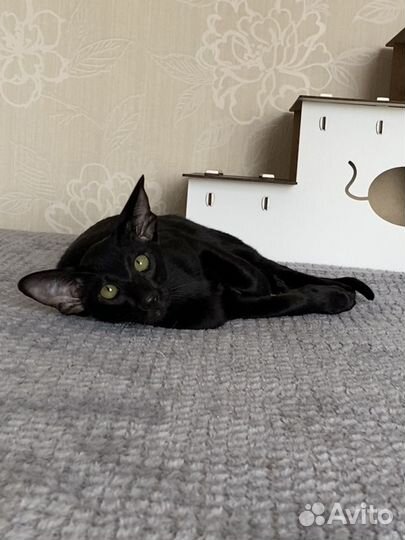 Ориентальные котята