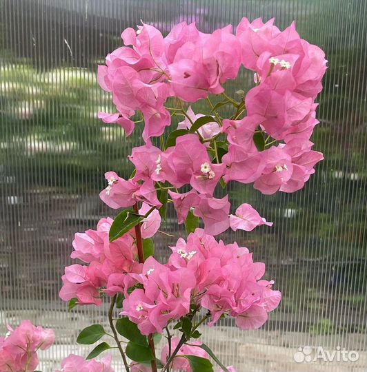 Бугенвиллия