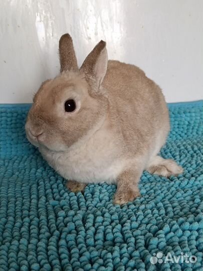 Самец карликового рекса