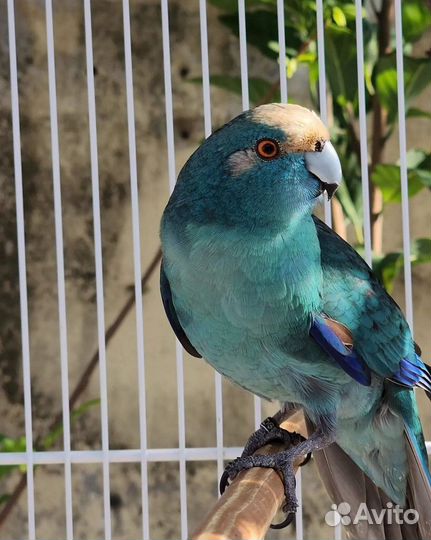 Попугаи какарики разных цветов