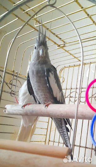 Птенцы корелл