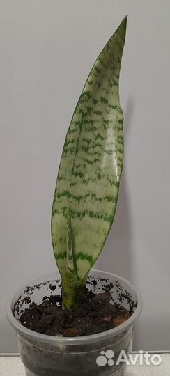 Комнатное растение сансевиерия (тещин язык)