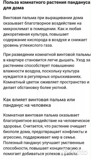 Пальма панданус