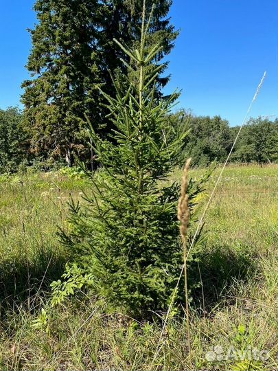Живые елки и сосны 1-6 м с доставкой 415*55