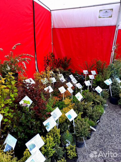 Декоративные растения для сада