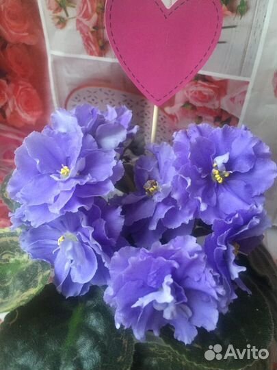Фиалки сортовые