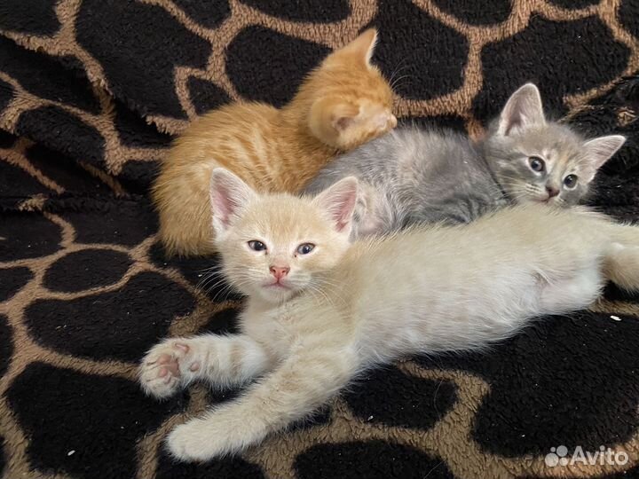 Котята