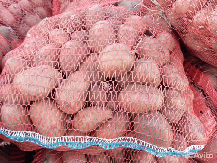 Картофель семена