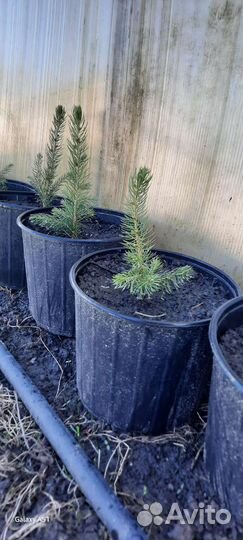 Ель голубая