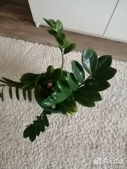 Замиокулькас