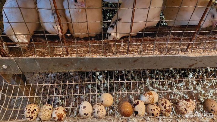 Яйцо перепелинное инкубационное