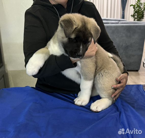 Щенки американской акиты