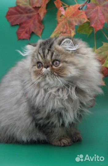 Персидская кошка