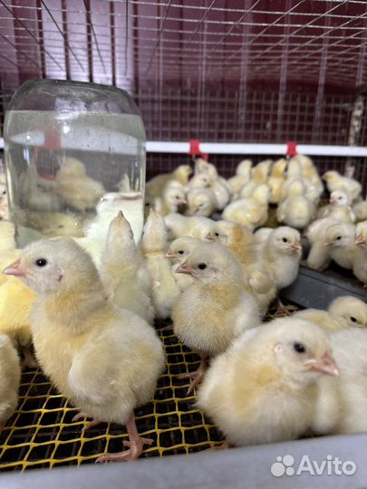 Цыплята суточные и подрощеные