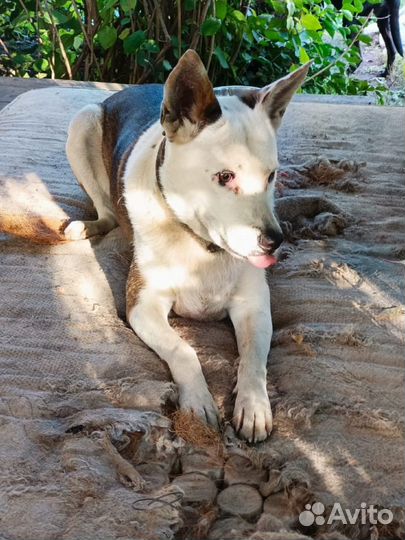 Собака в добрые руки