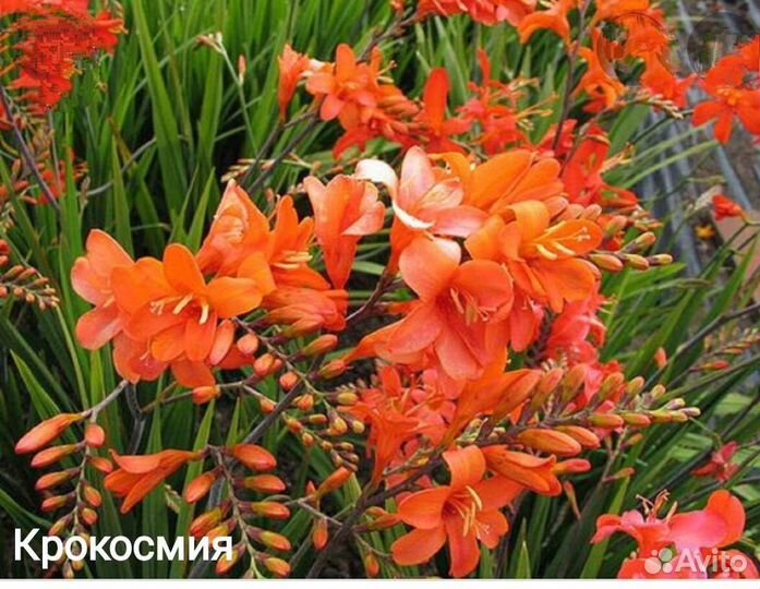 Лаконос, крокосмия и др