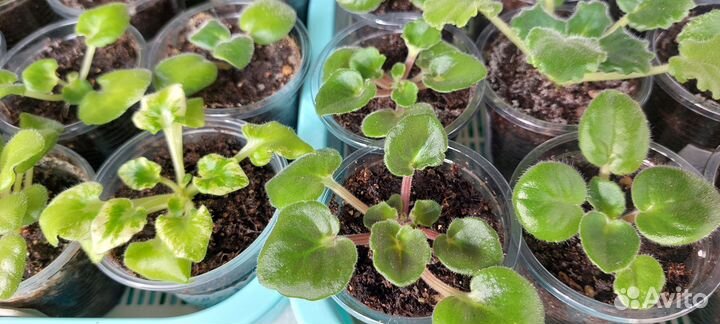 Фиалки сортовые маленькие детки