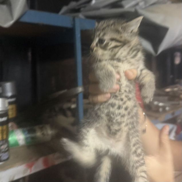 Котёнок в добрые руки