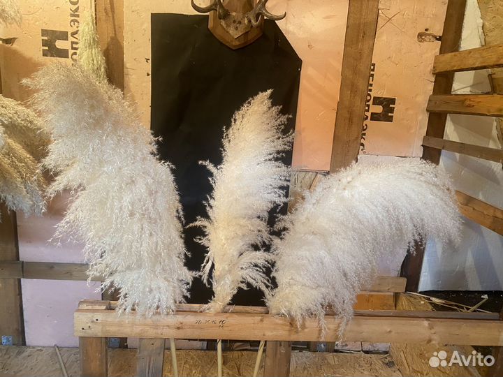 Картодерия (пампасная трава)