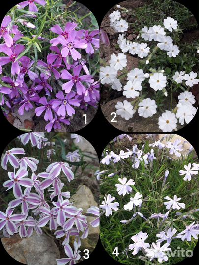 Флокс,барвинок,очиток,дицентра,живучка