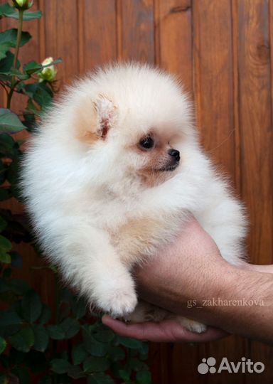 Кнопочка-померанец