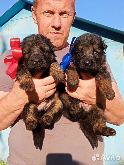 Качественные немецкие овчарки с документами РКФ