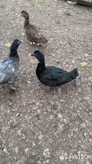 Самочки индоутки