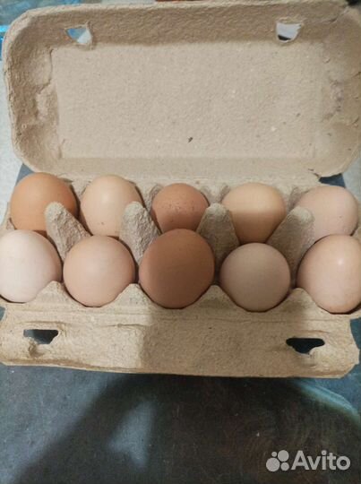 Домашние куриные яйца