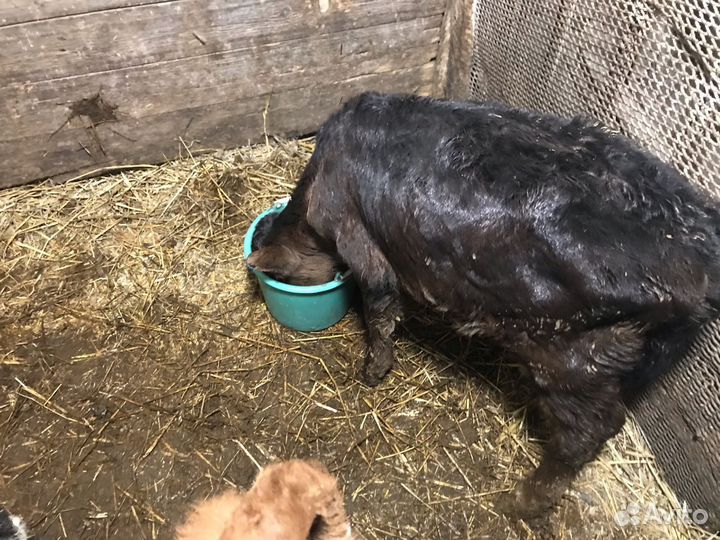 Продажа телят тёлочек