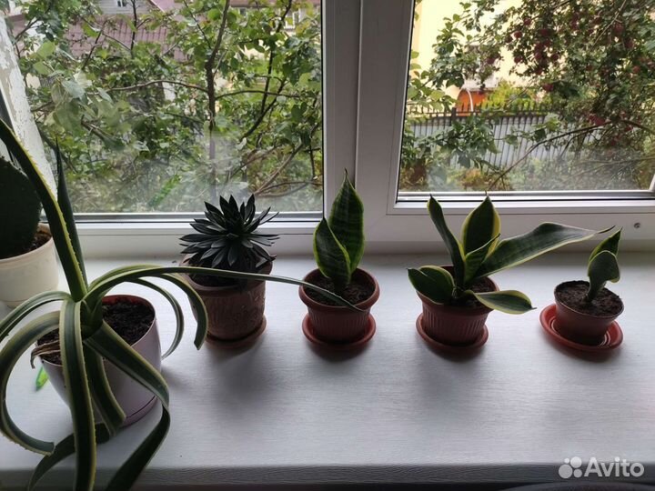 Флорариум суккуленты