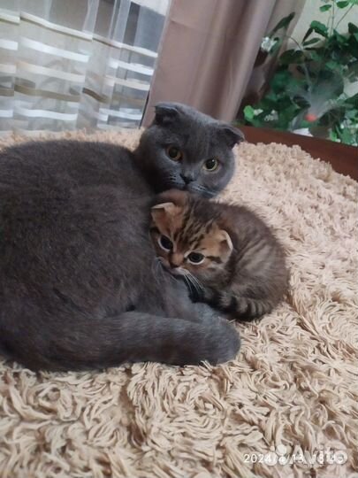 Шотландские котята