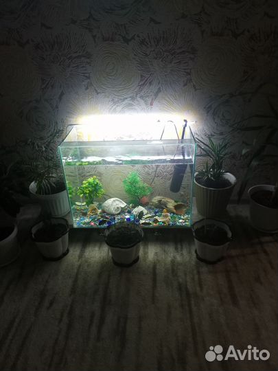 Аквариум